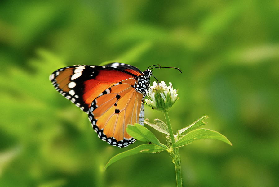 Butterfly Photograph by Nadeem Khawar