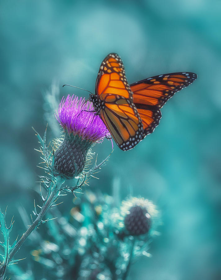 Butterfly Photograph by Nan Wei