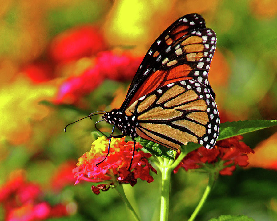 Butterfly Photograph by Nancy Smith - Fine Art America