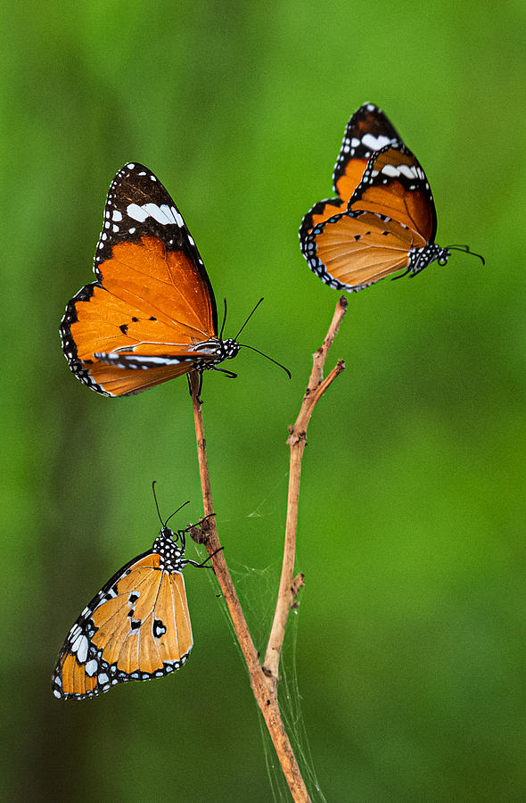 Butterfly Photograph by Nilendu Banerjee