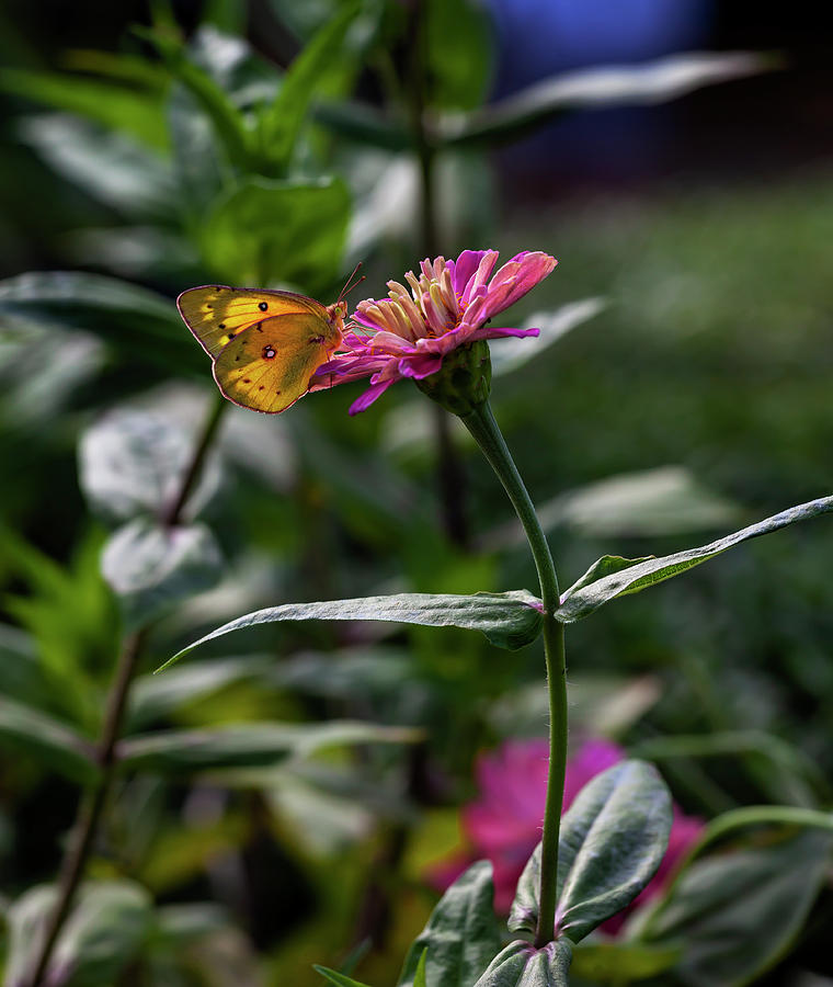 Butterfly on a Flower Photograph by Robert Ullmann