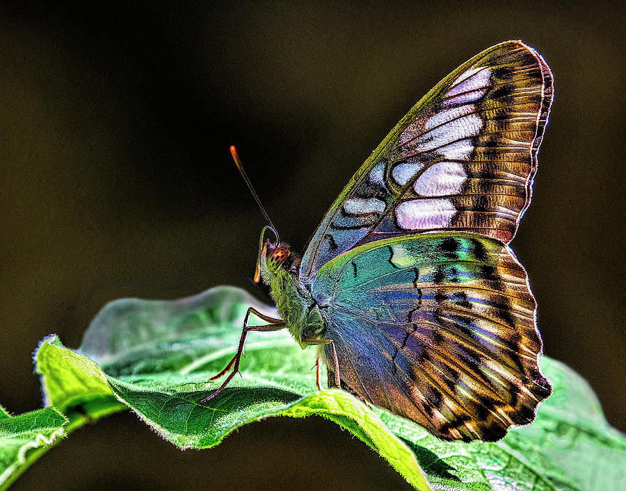Butterfly on a Leaf Photograph by Lowell Monke