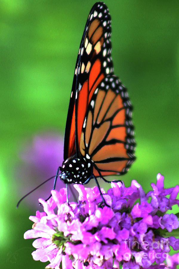 Butterfly on a Nepeta Photograph by Verana Stark
