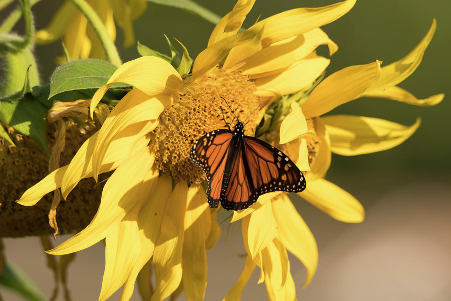 Butterfly on a Sunflower Photograph by Kathy Gallow | Fine Art America