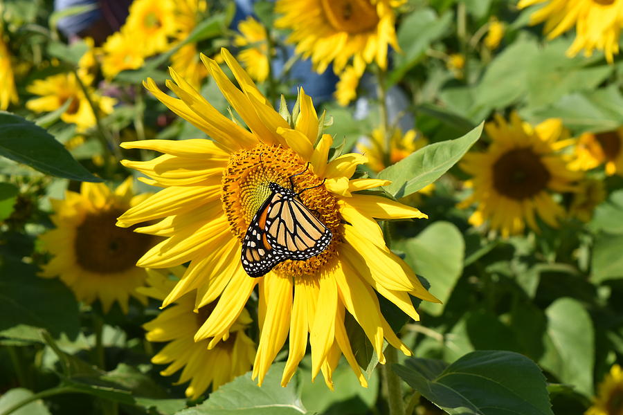Sunflower Butterfly Photograph by Rose Guinther