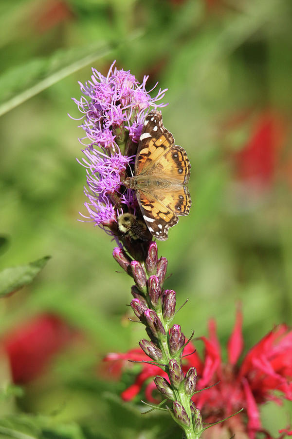 Butterfly on Blazing Star Photograph by Brook Burling