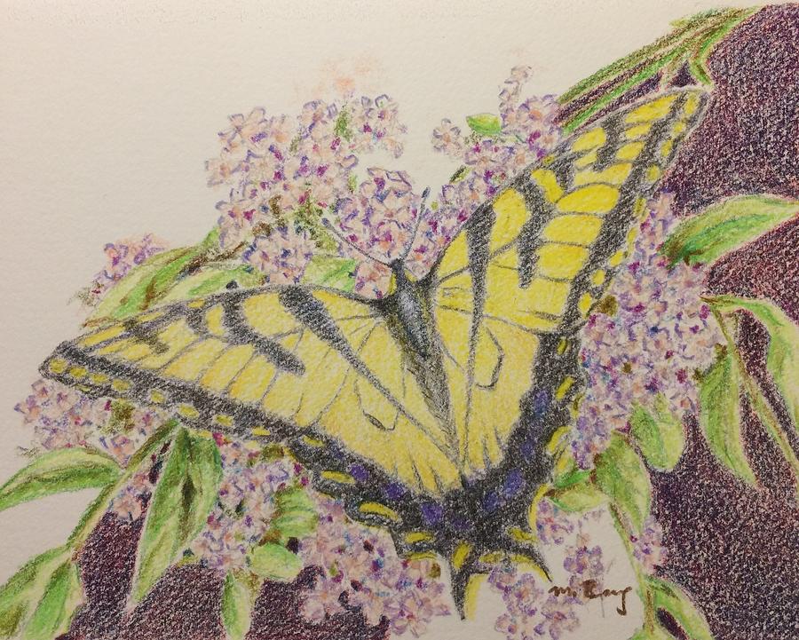 Butterfly on buddliea blossoms Drawing by Milly Tseng