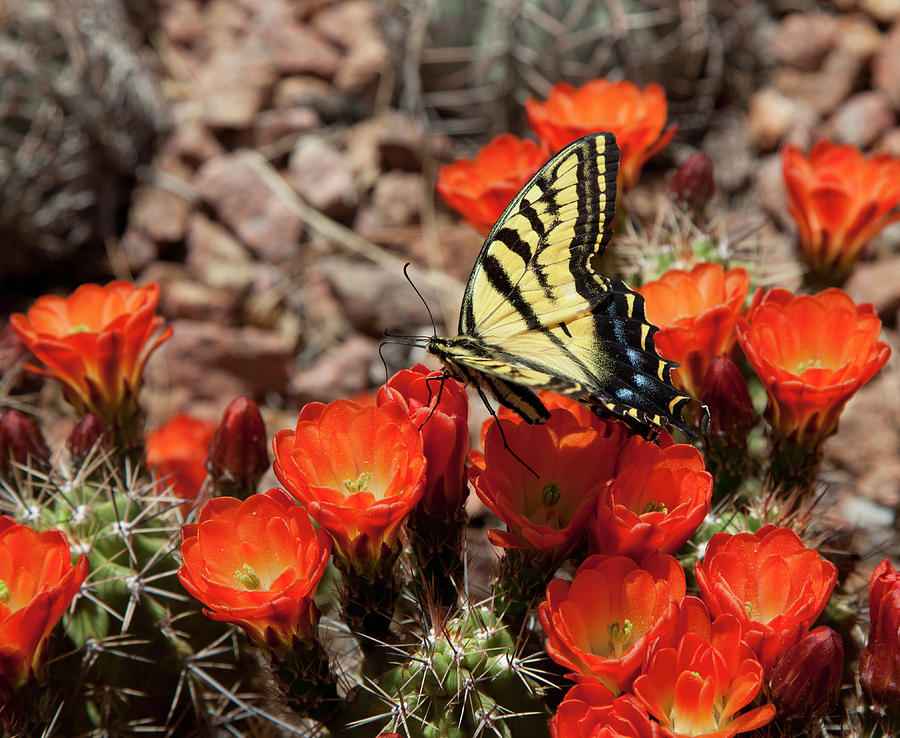 Butterfly On Cactus Flower Photograph by Vallariee Butterfly On Cactus Flower Photograph by Vallariee