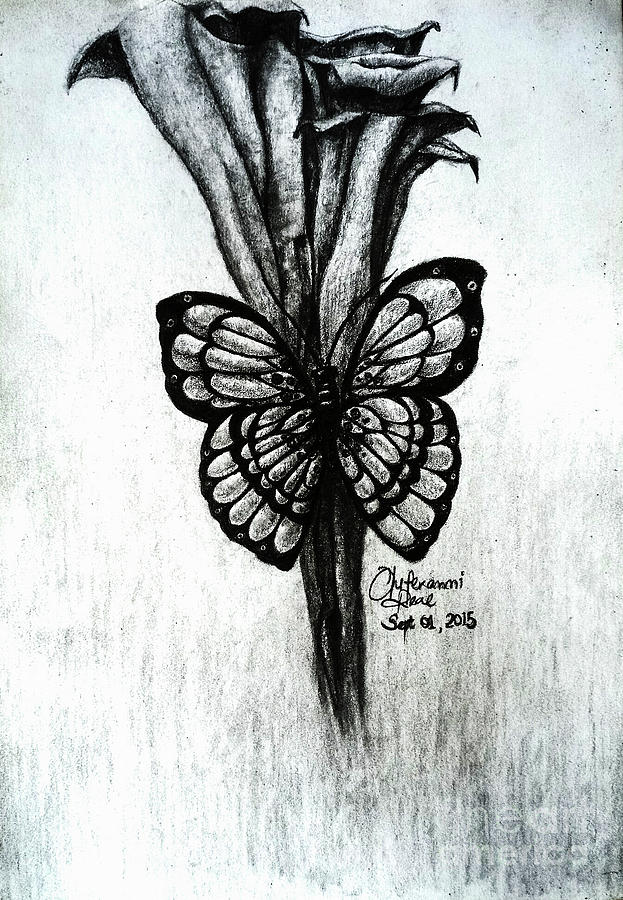 Butterfly Drawing - Butterfly on Cava Lilly  by Adedeji Olufemi