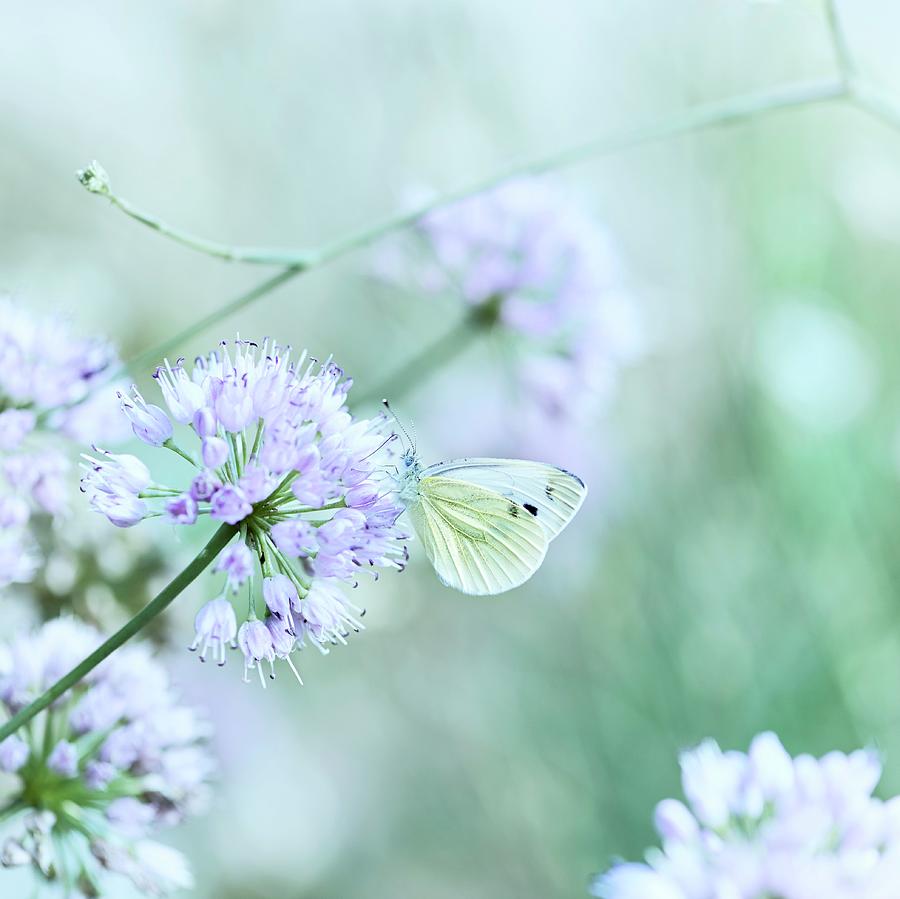 Butterfly On Chive Flower close Up Photograph by B.&.e.dudzinski