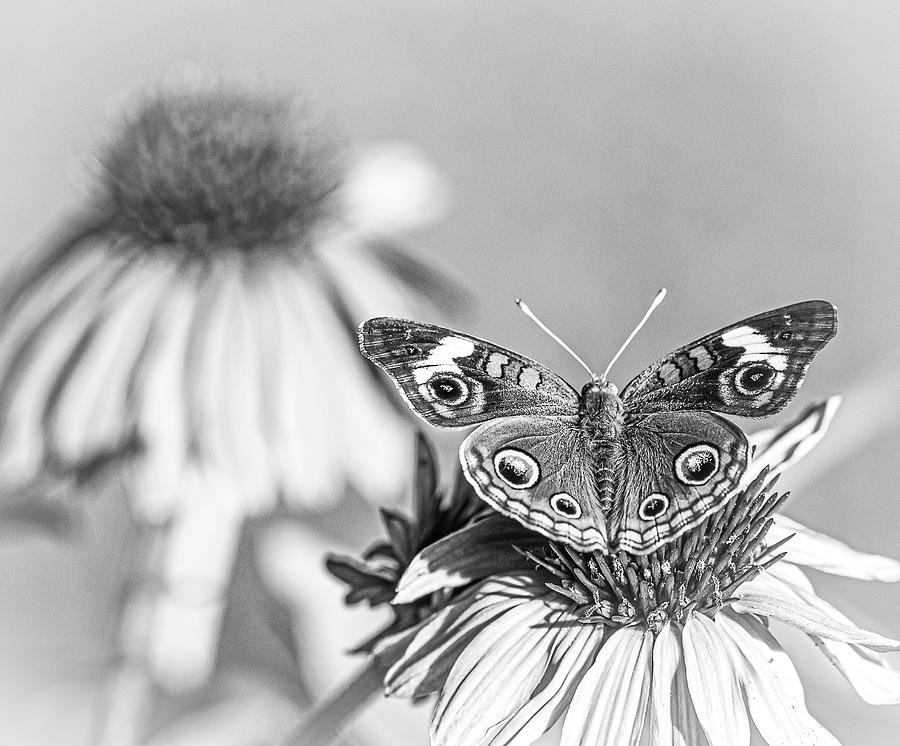 Butterfly on Cone Flower Black and White Photograph by Lori Rowland