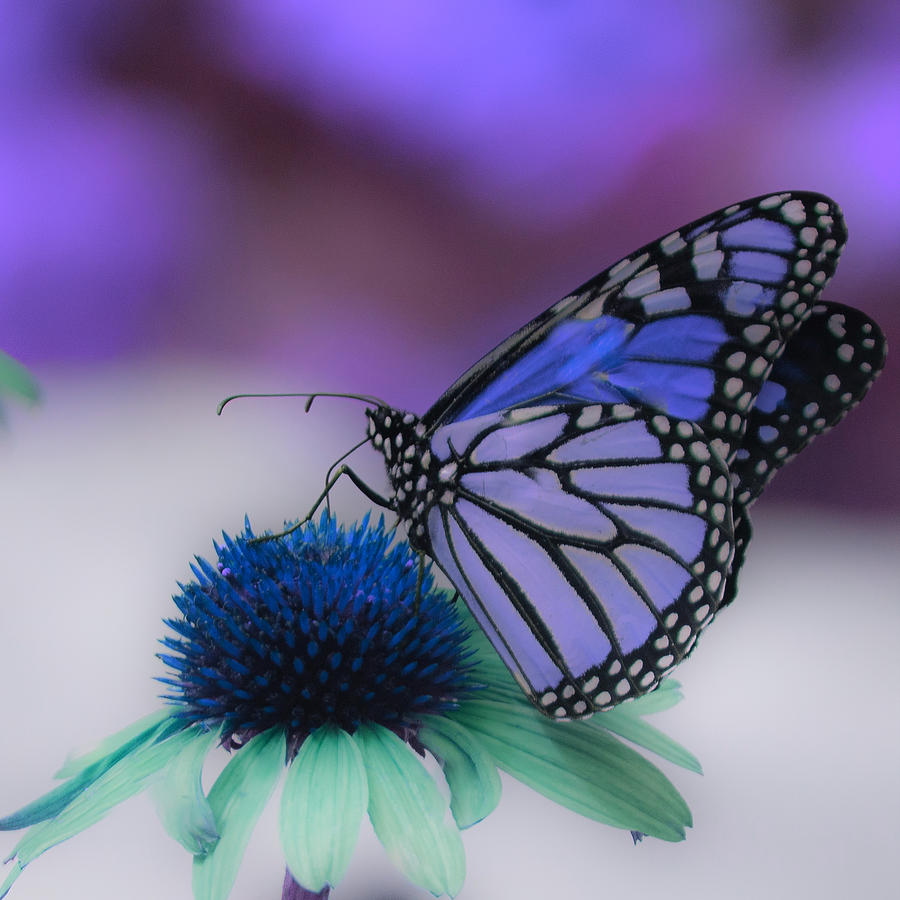 Butterfly on Coneflower Blue Photograph by Joan Han