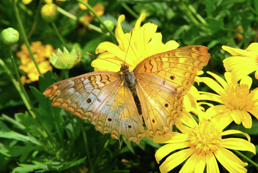 Butterfly on daisies Photograph by David Lee Thompson