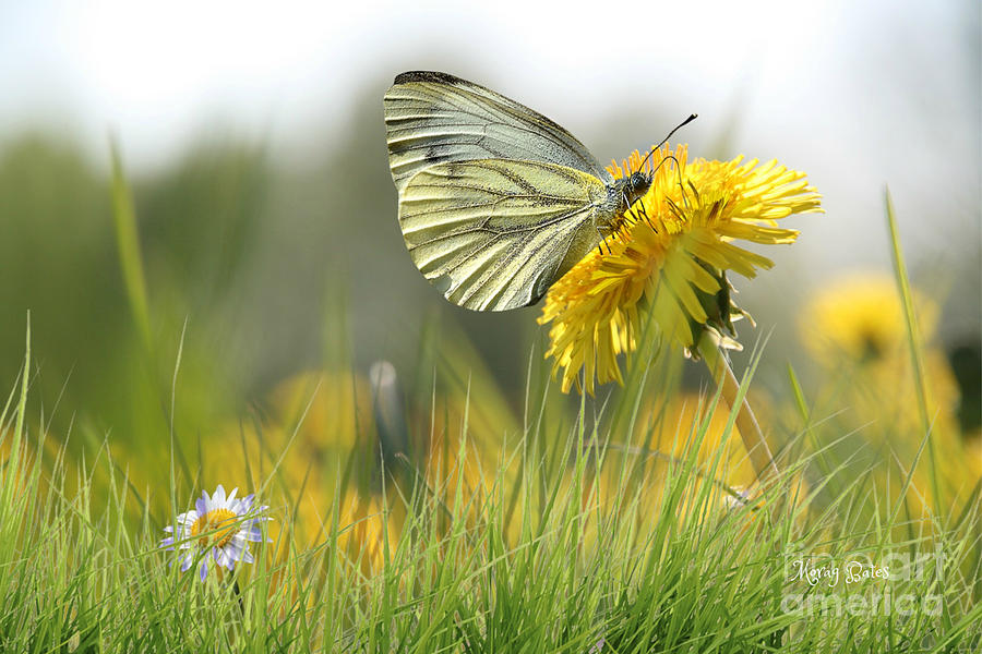 Butterfly on Dandelion Pyrography by Morag Bates