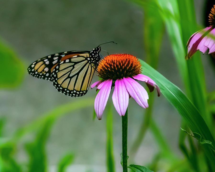 Butterfly on Echinacea Photograph by Cathy Kovarik