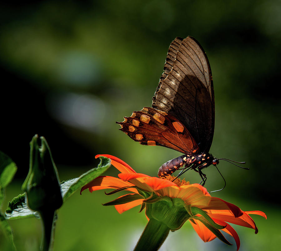 Butterfly On Flower Photograph by Greg and Chrystal Mimbs