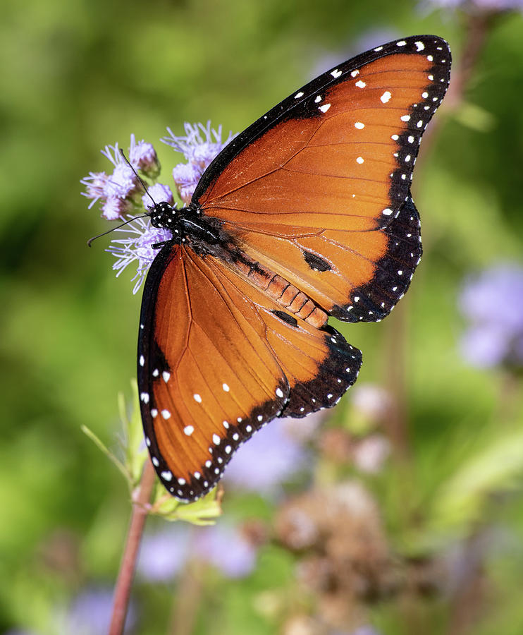 Butterfly on Flower Photograph by Dean Ginther