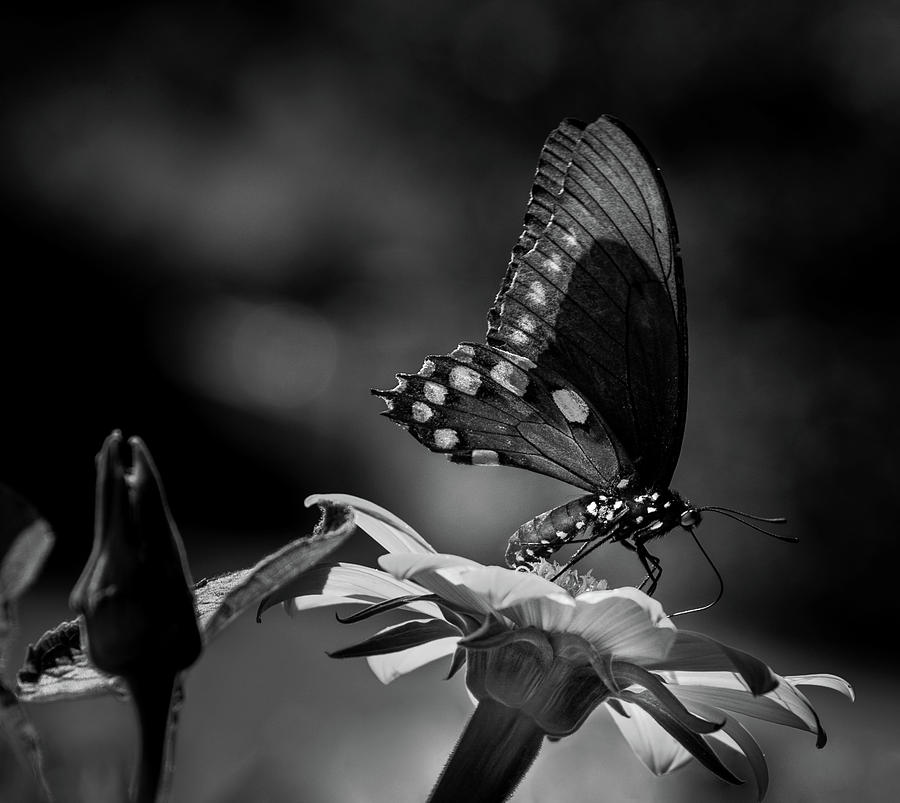 Butterfly On Flower In Black and White Photograph by Greg and Chrystal Mimbs