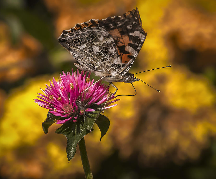 Butterfly On Flower Photograph by Larry J. Douglas