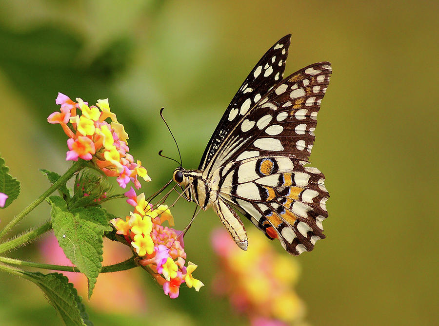 Butterfly On Flower Photograph by Zahoor Salmi