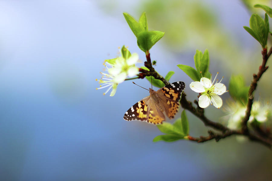 Butterfly On Flowering Tree Branch Photograph by O-che