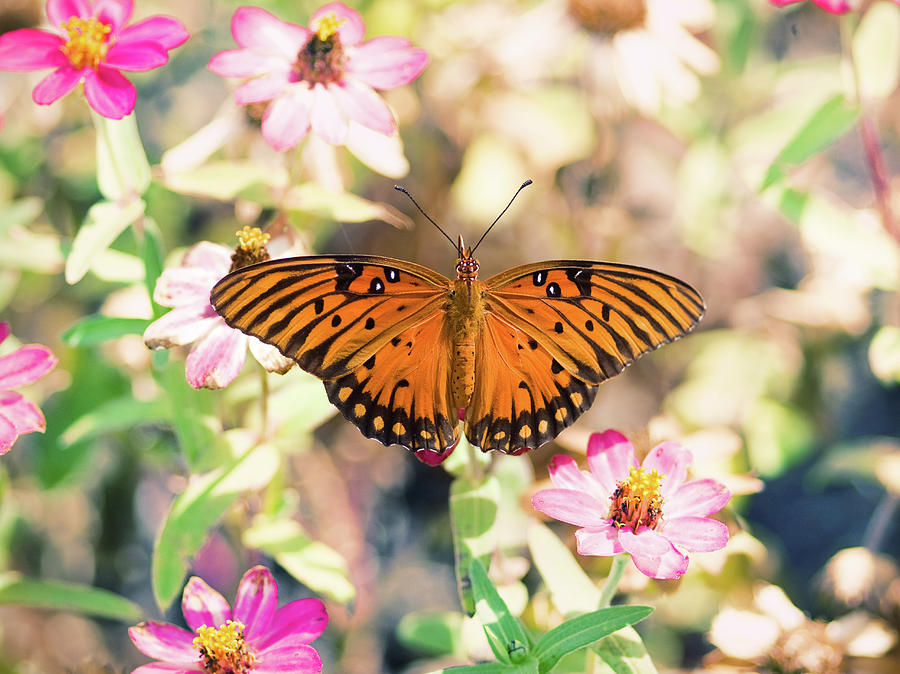 Butterfly  On Flowers Photograph by Joel Olives Photography