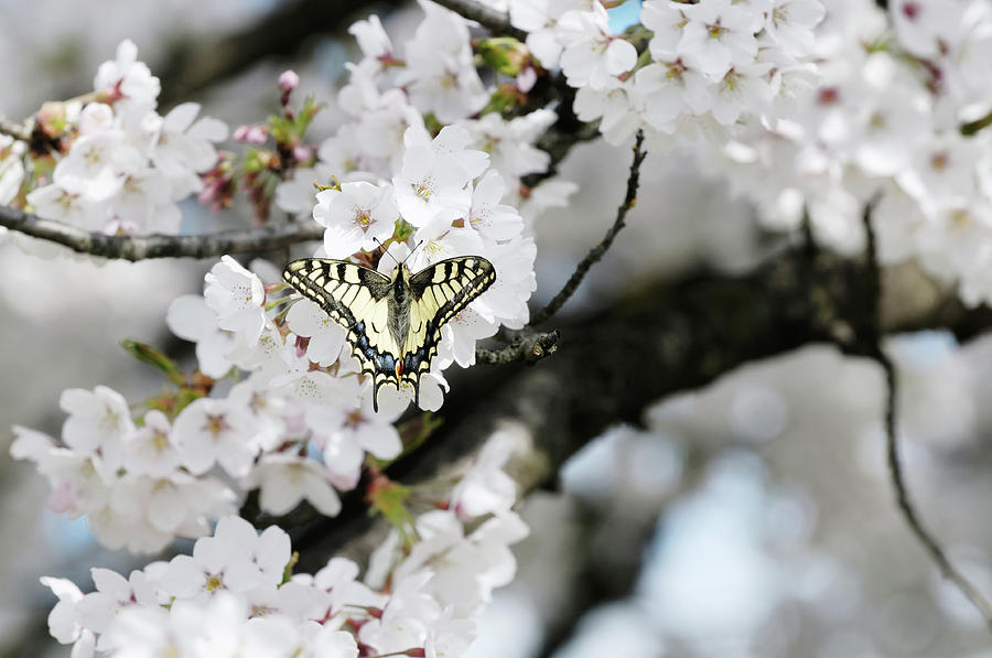 Butterfly On Fruit Tree Flower Photograph by Alesveluscek