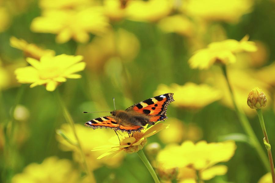 Butterfly On Golden Marguerite Photograph by Angelica Linnhoff