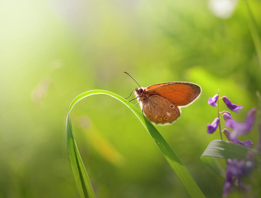 Butterfly On Grass Photograph by Zeljkosantrac
