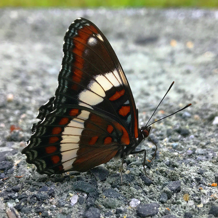 Butterfly on Gravel 1 Photograph by Amy E Fraser