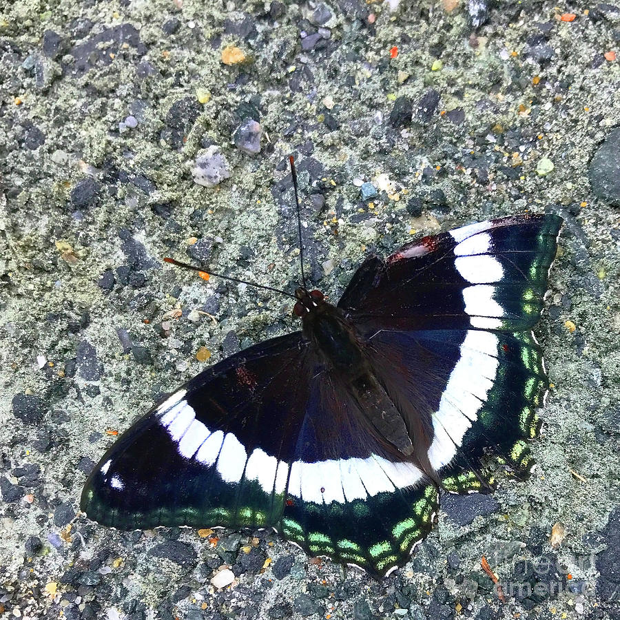 Butterfly on Gravel 4 Photograph by Amy E Fraser