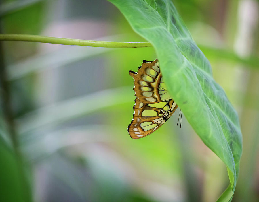 Butterfly on Leaf by Angel Sharum Butterfly on Leaf by Angel Sharum