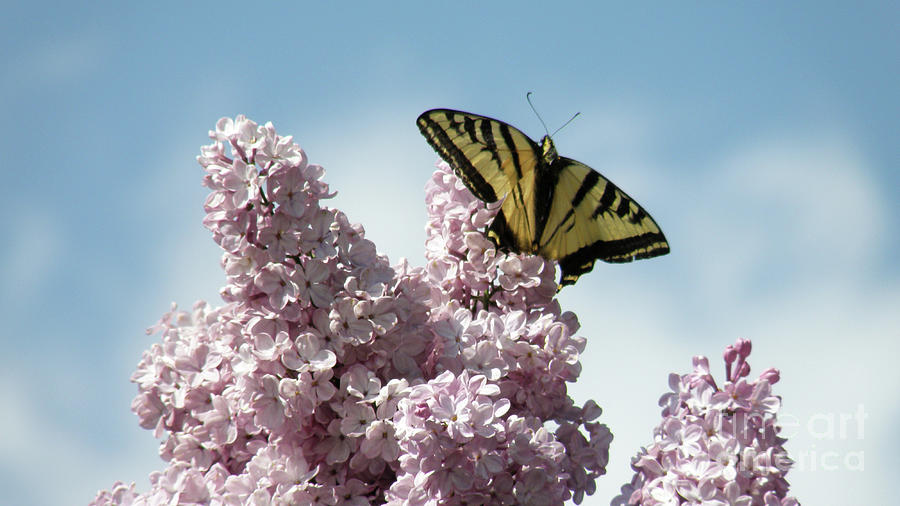 Butterfly on Lilac Photograph by Debby Pueschel