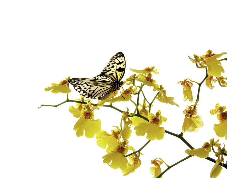 Butterfly On Orchid Photograph by Mashabuba