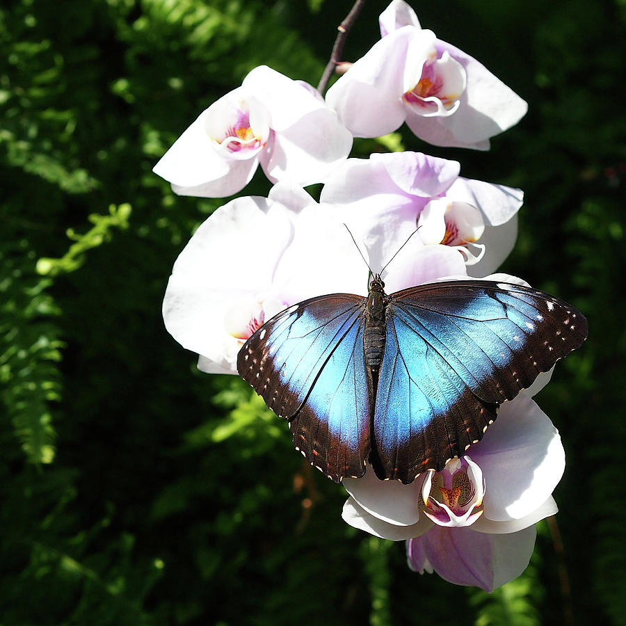 Butterfly On Orchids Photograph by Annhfhung