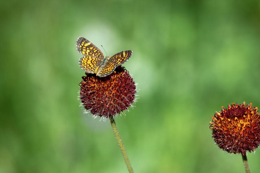 Butterfly on Perfume Balls Photograph by Debra Martz