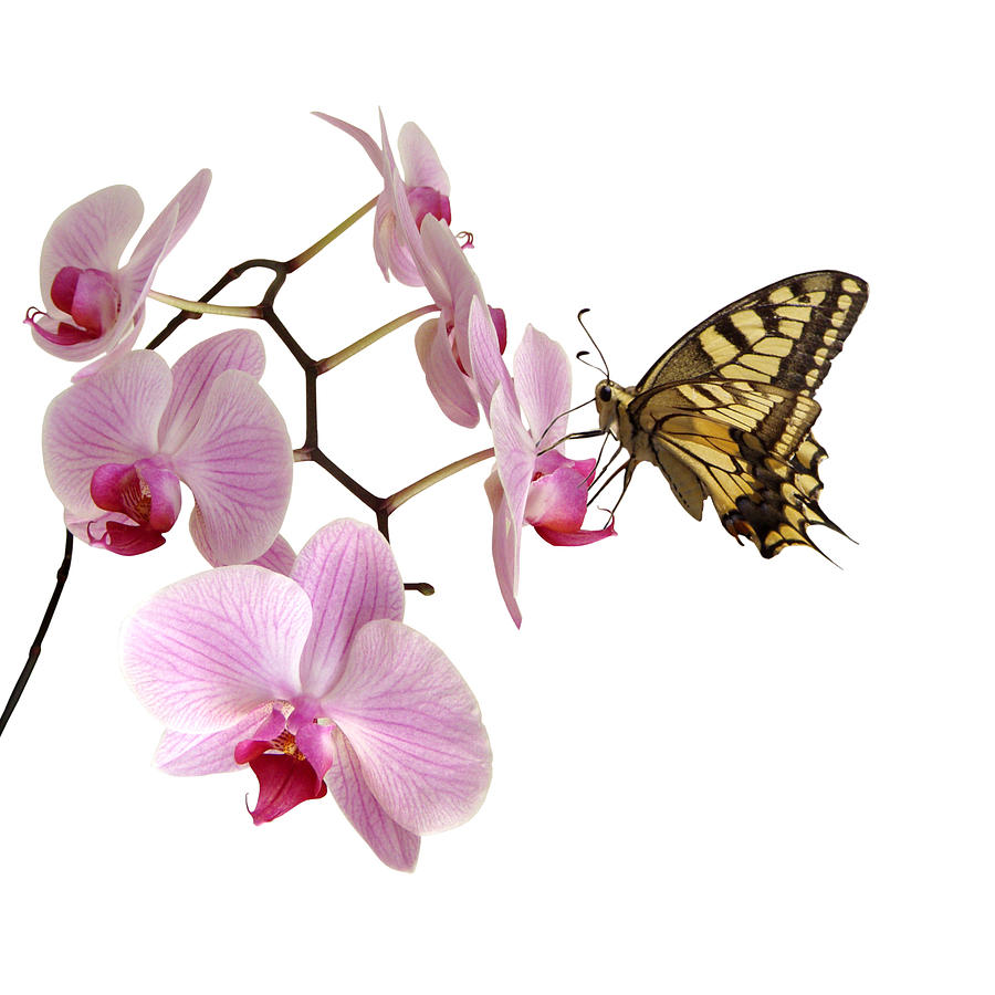 Butterfly On Pink Orchids Photograph by Photographerolympus