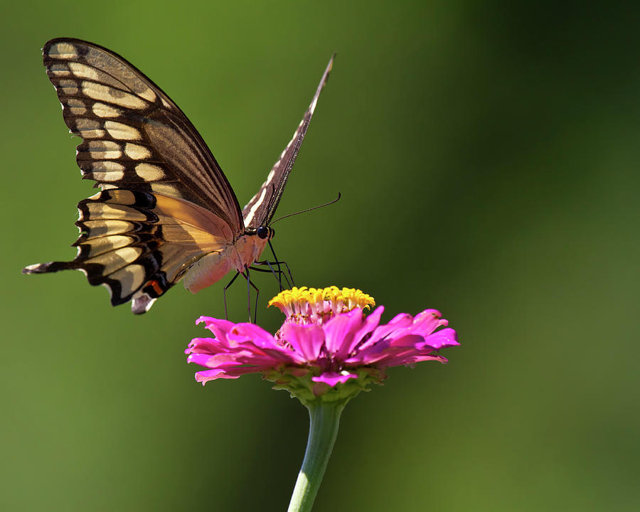 Butterfly On Pink Zinnia Photograph by Straublund Photography