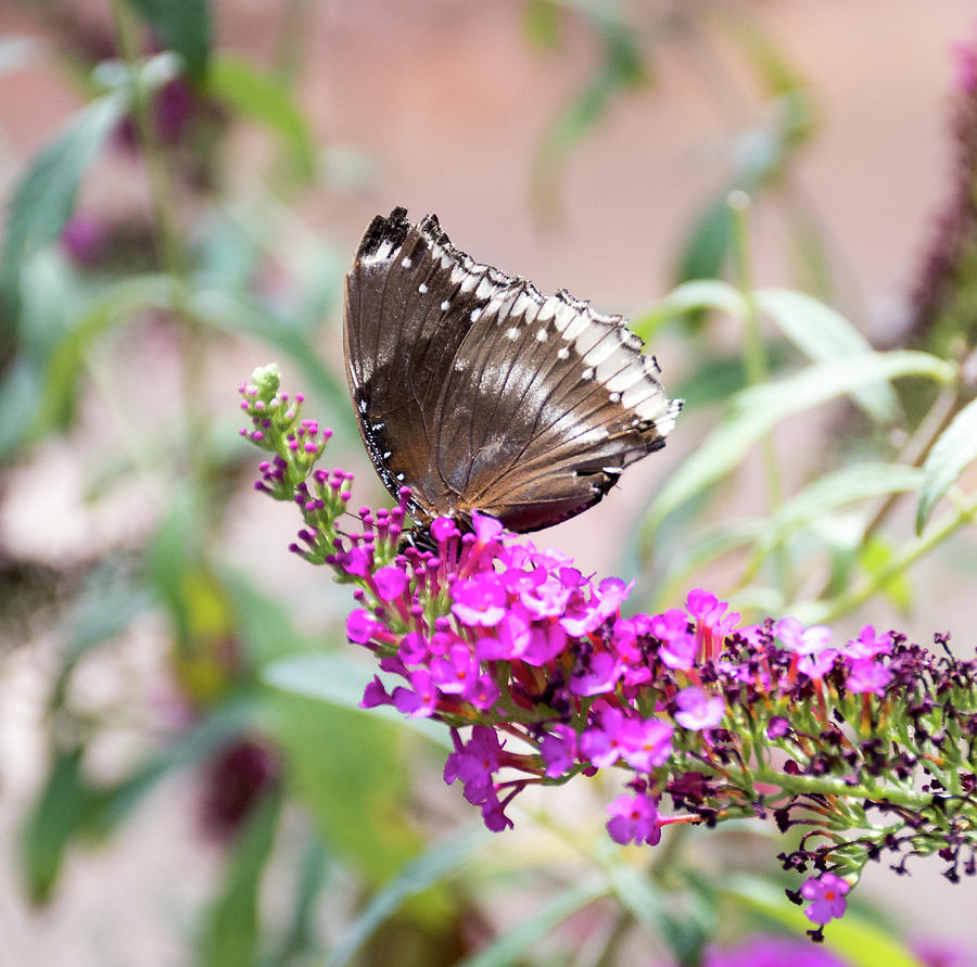 Butterfly on Purple Photograph by Laurel Powell