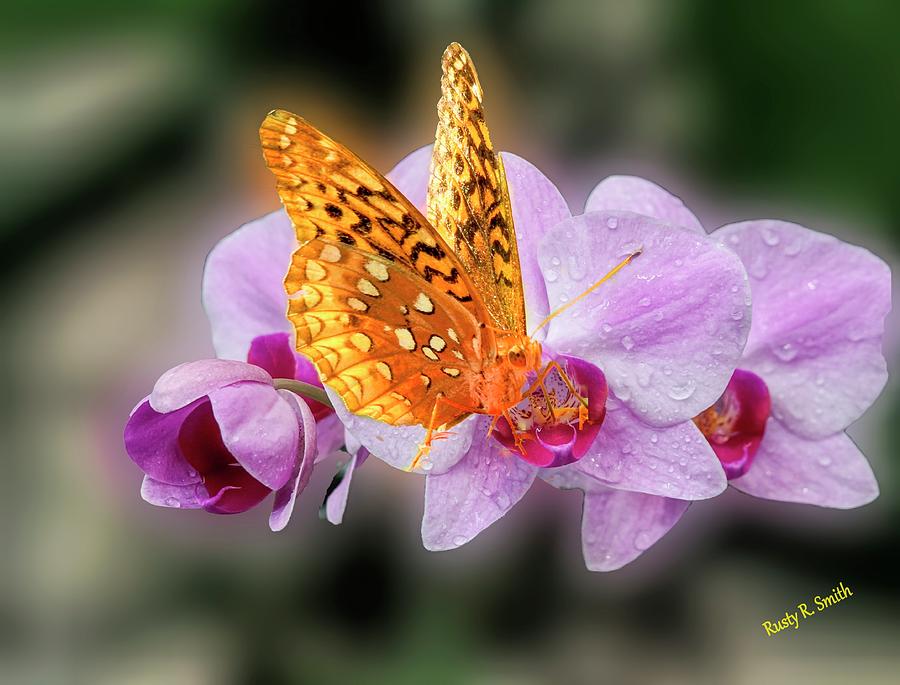 Butterfly on purple orchid. by Rusty R Smith Butterfly on purple orchid. by Rusty R Smith