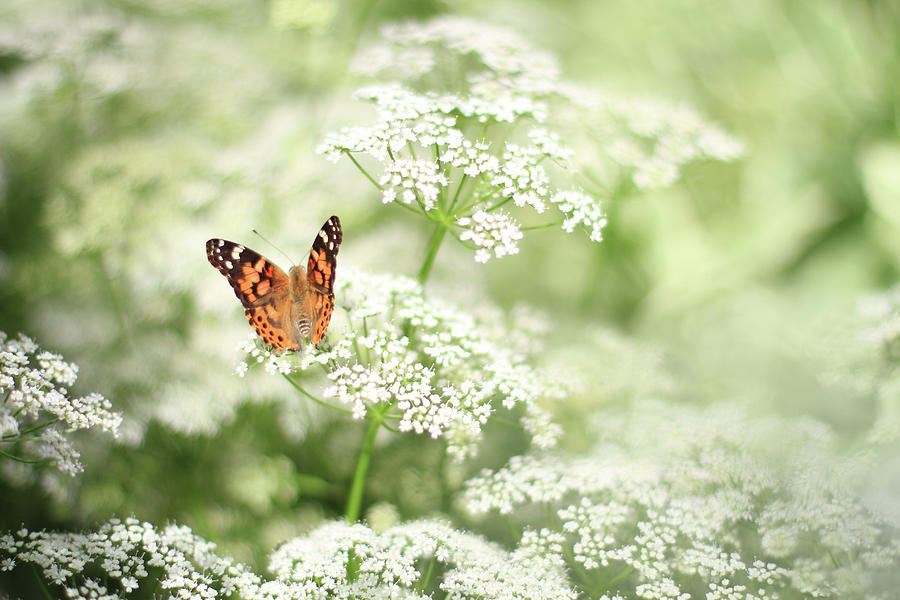 Butterfly On Queen Annes Lace Photograph by Carmen Brown Photography