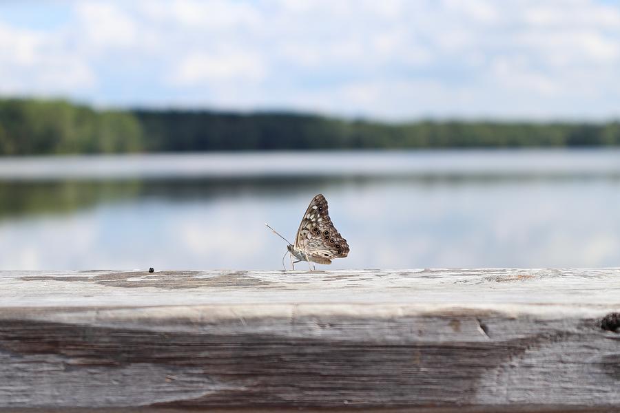 Butterfly on Railing Photograph by Steven Gordon