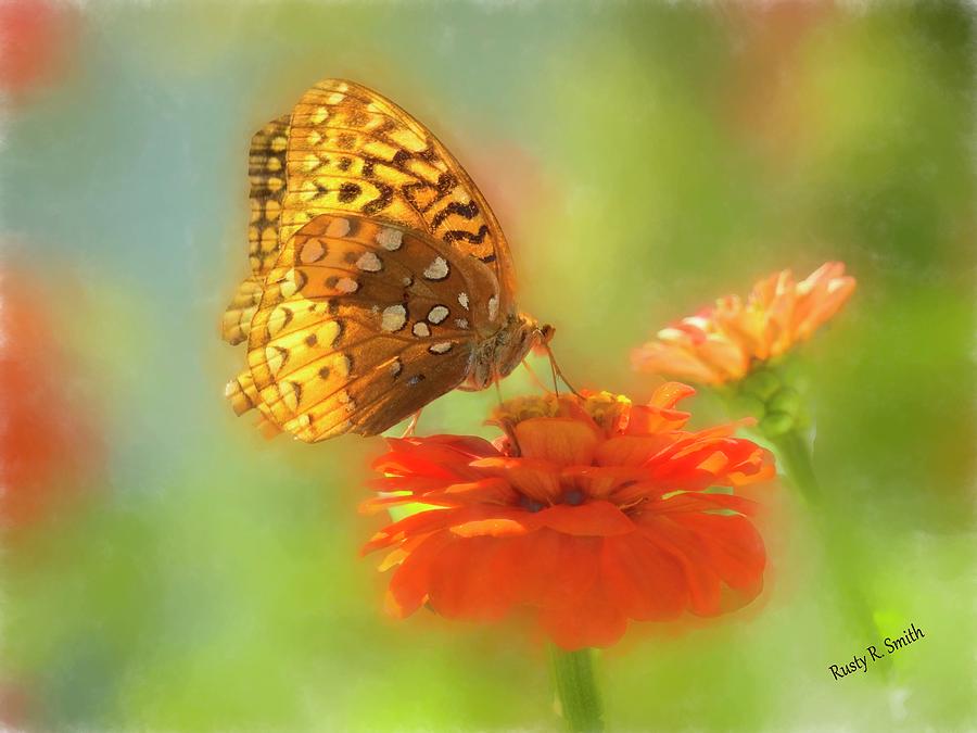 Butterfly on red flower by Rusty R Smith Butterfly on red flower by Rusty R Smith