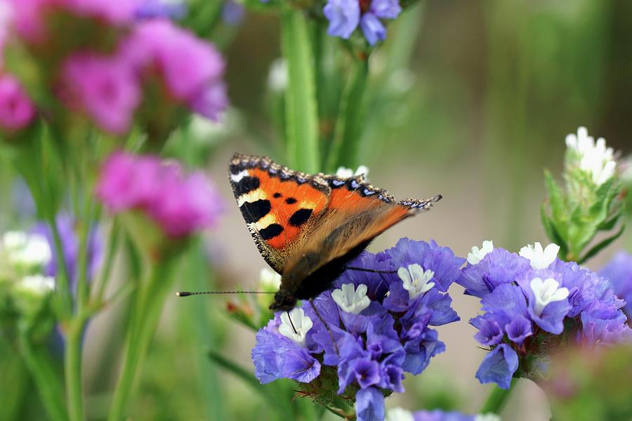 Butterfly On Sea Lavender In Garden Photograph by Angelica Linnhoff
