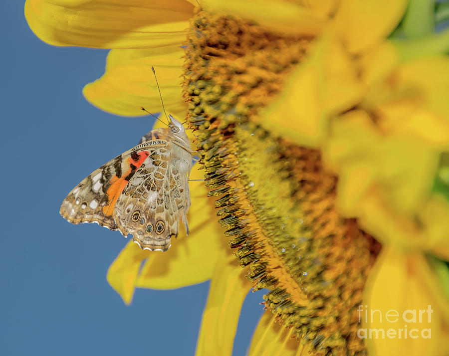 Butterfly on Sunflower Photograph by Cheryl Baxter