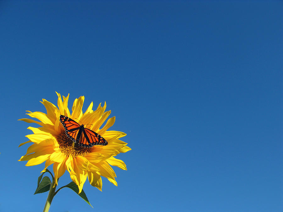 Butterfly On Sunflower Photograph by Damon Bay