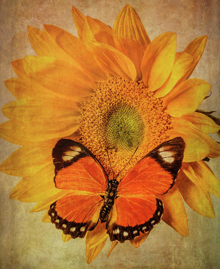 Butterfly On textured Sunflower Photograph by Garry Gay
