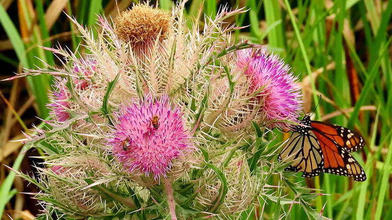 Butterfly on Thistle by Betty Berard Butterfly on Thistle by Betty Berard