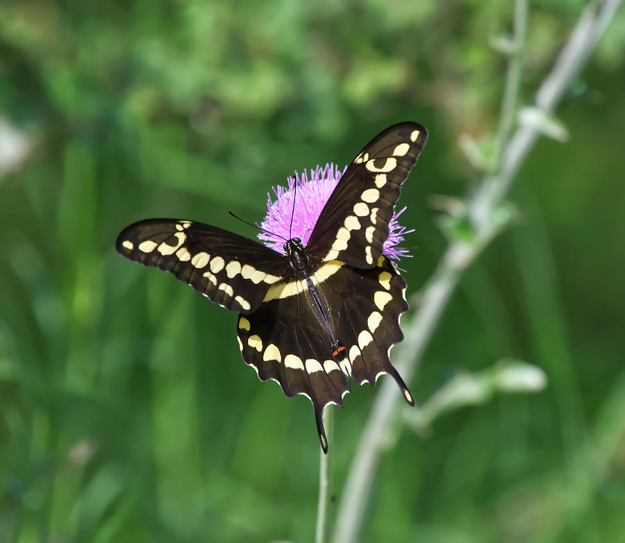 Butterfly on Thistle Photograph by Ty Husak