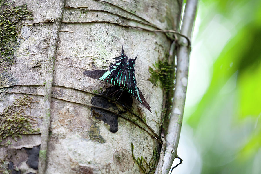 Wildlife Photograph - Butterfly On Tree In Manuel Antonio by Larry Westler